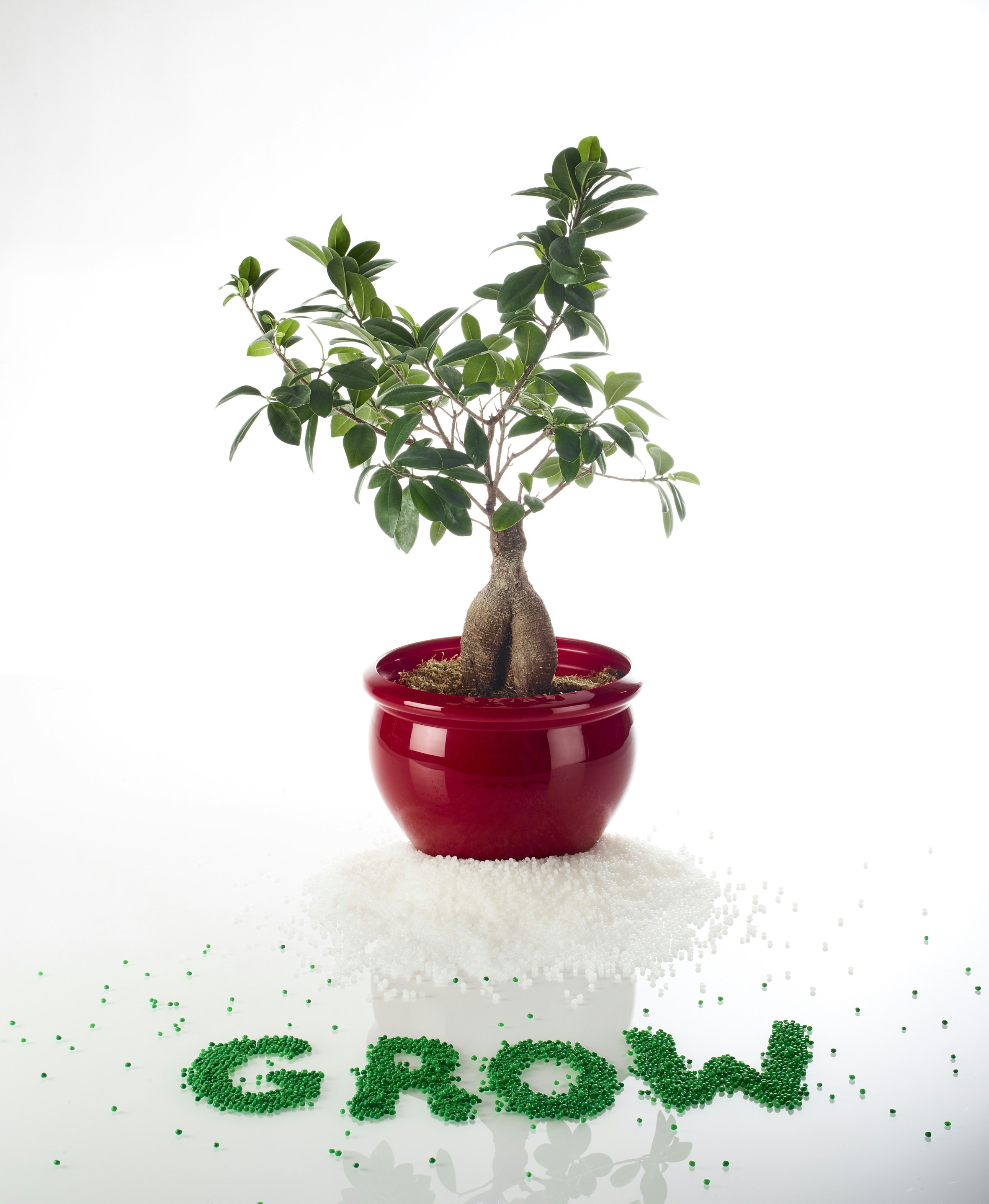 GROW bonsai klebstoff
